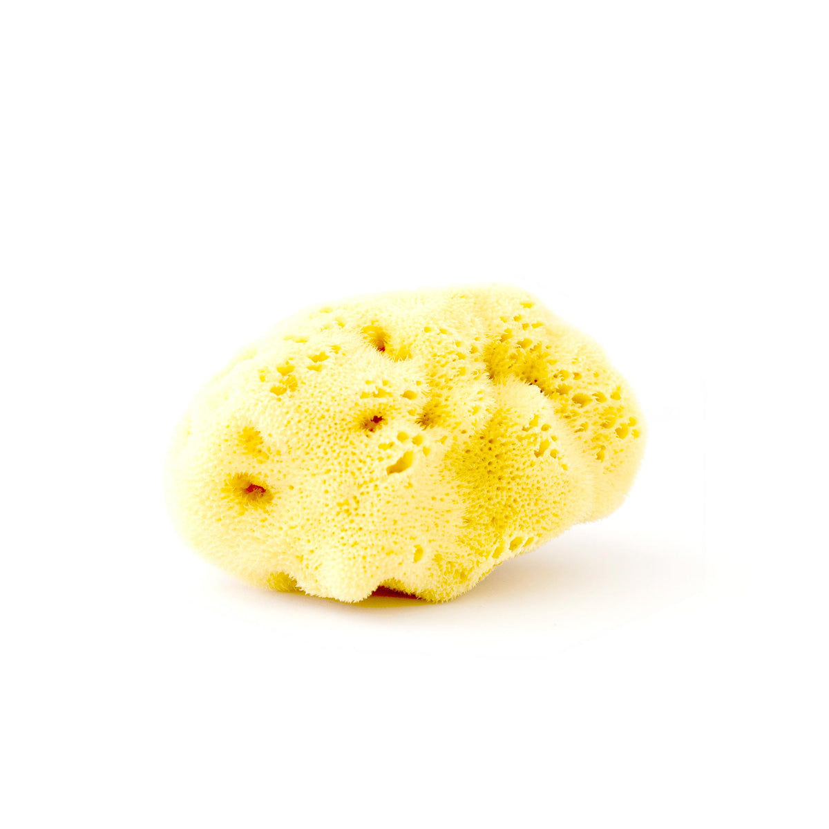 Wholesale Natural Sea Sponge Wholesale For Clean And Healthy Skin 